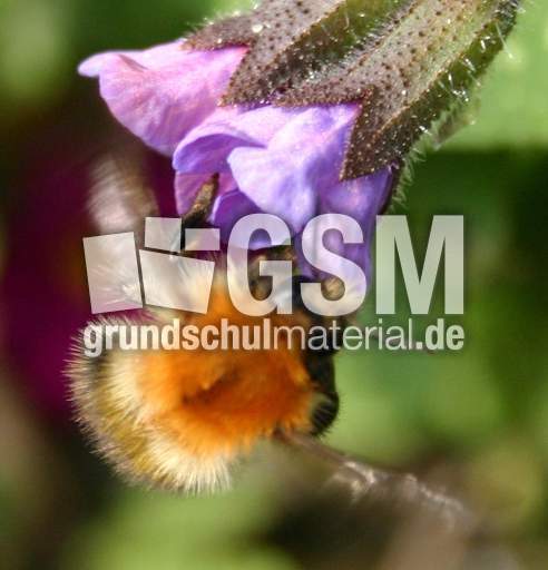 Lungenkraut-Hummel.jpg